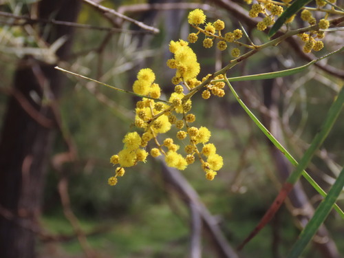 Acacia linearifolia, photograph 4