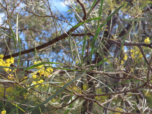 Acacia linearifolia