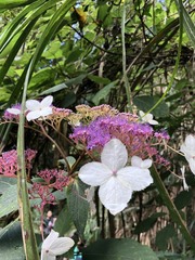 Hydrangea aspera