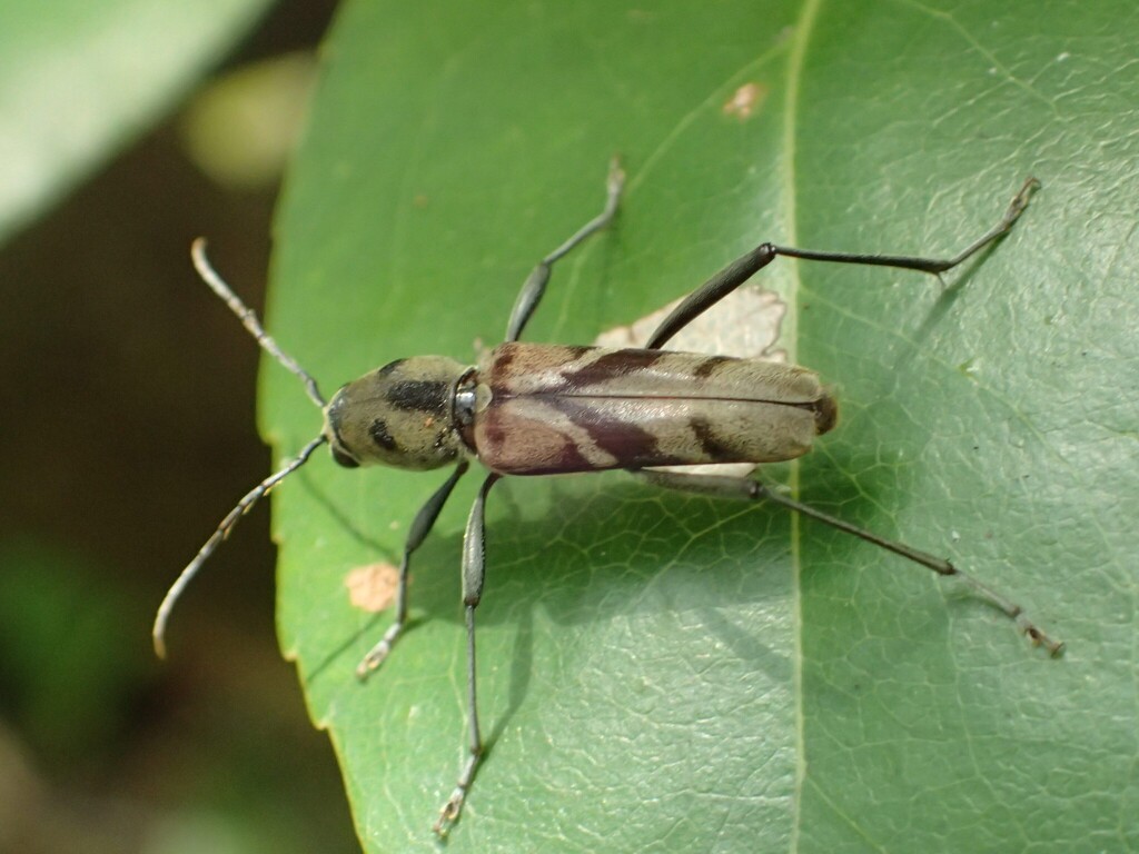 Xylotrechus salvazai