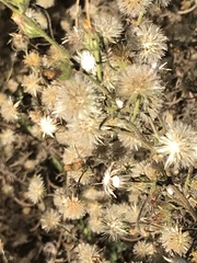 Dittrichia graveolens