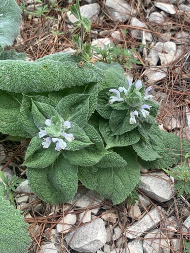 Europe Sage (Salvia sclarea)