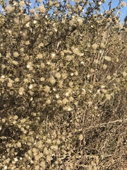 Dittrichia graveolens