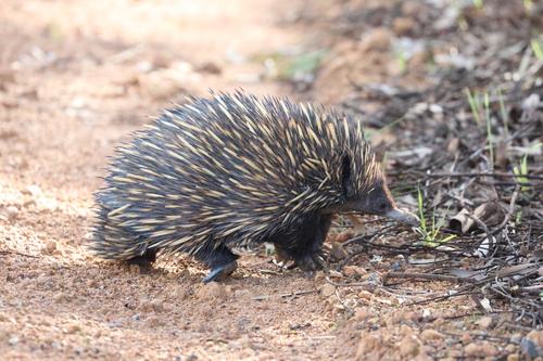 Western Short-beaked Echidna