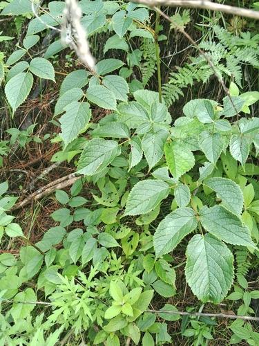 Astilbe rivularis observed 2025-08-20