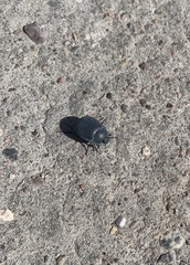 Eusattus reticulatus