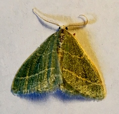 Chlorochlamys triangularis