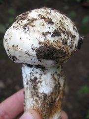 Tricholoma matsutake