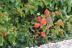 Foulehaio carunculatus