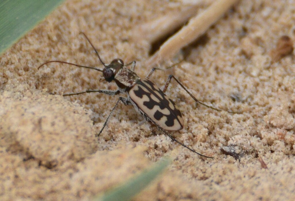 Lophyra histrio