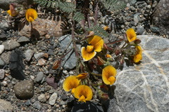 Adesmia corymbosa