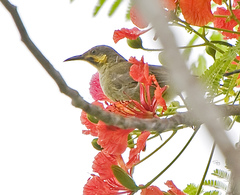 Foulehaio carunculatus