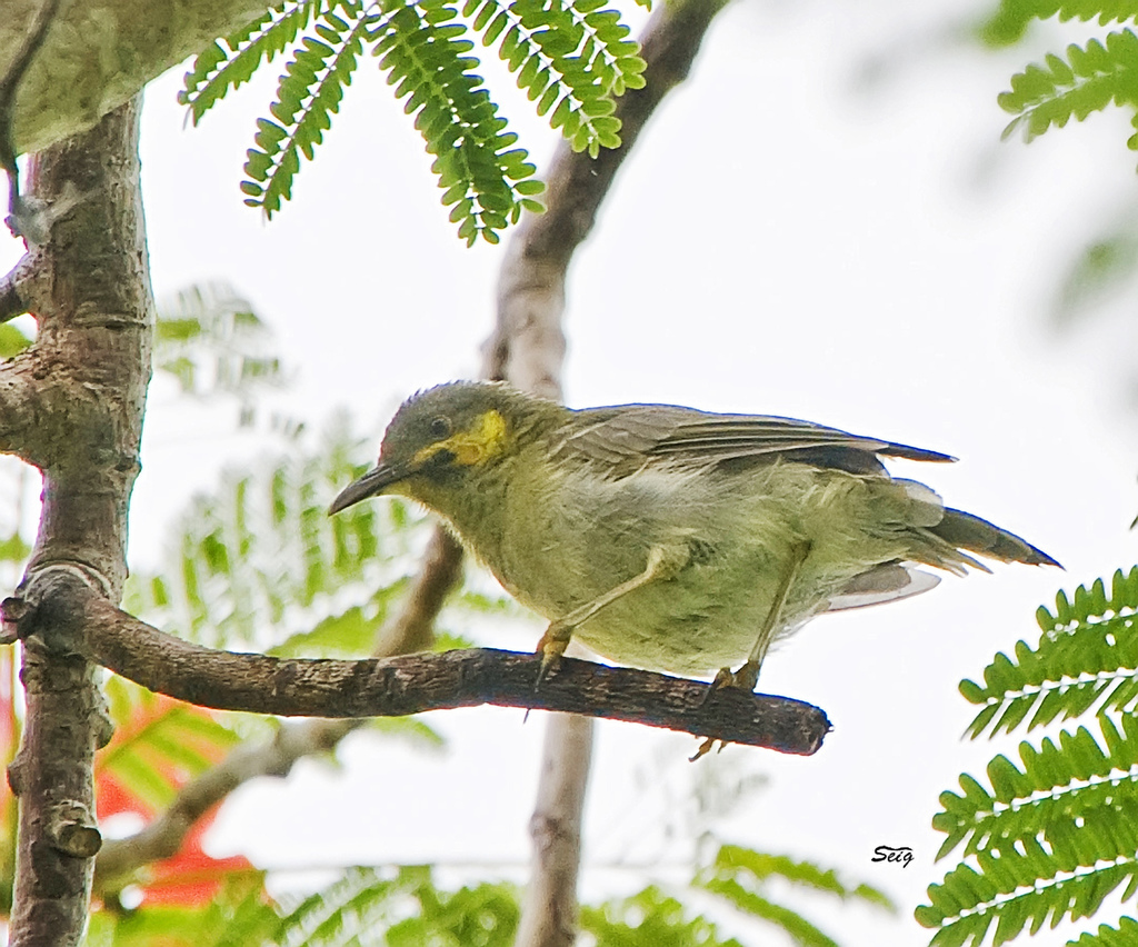 Polynesian Wattled Honeyeater