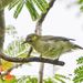 Polynesian Wattled Honeyeater - Photo (c) Seig, some rights reserved (CC BY-NC), uploaded by Seig