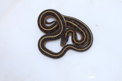 Thamnophis scalaris