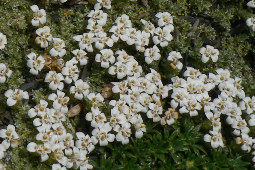 Nassauvia maeviae