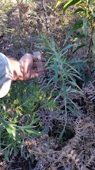Pseudognaphalium attenuatum