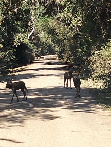 Cape Wild Dog