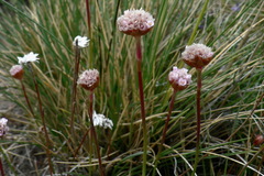 Armeria curvifolia