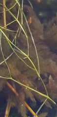 Potamogeton confervoides