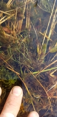 Potamogeton confervoides