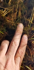 Potamogeton confervoides