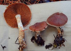 Cortinarius athabascus