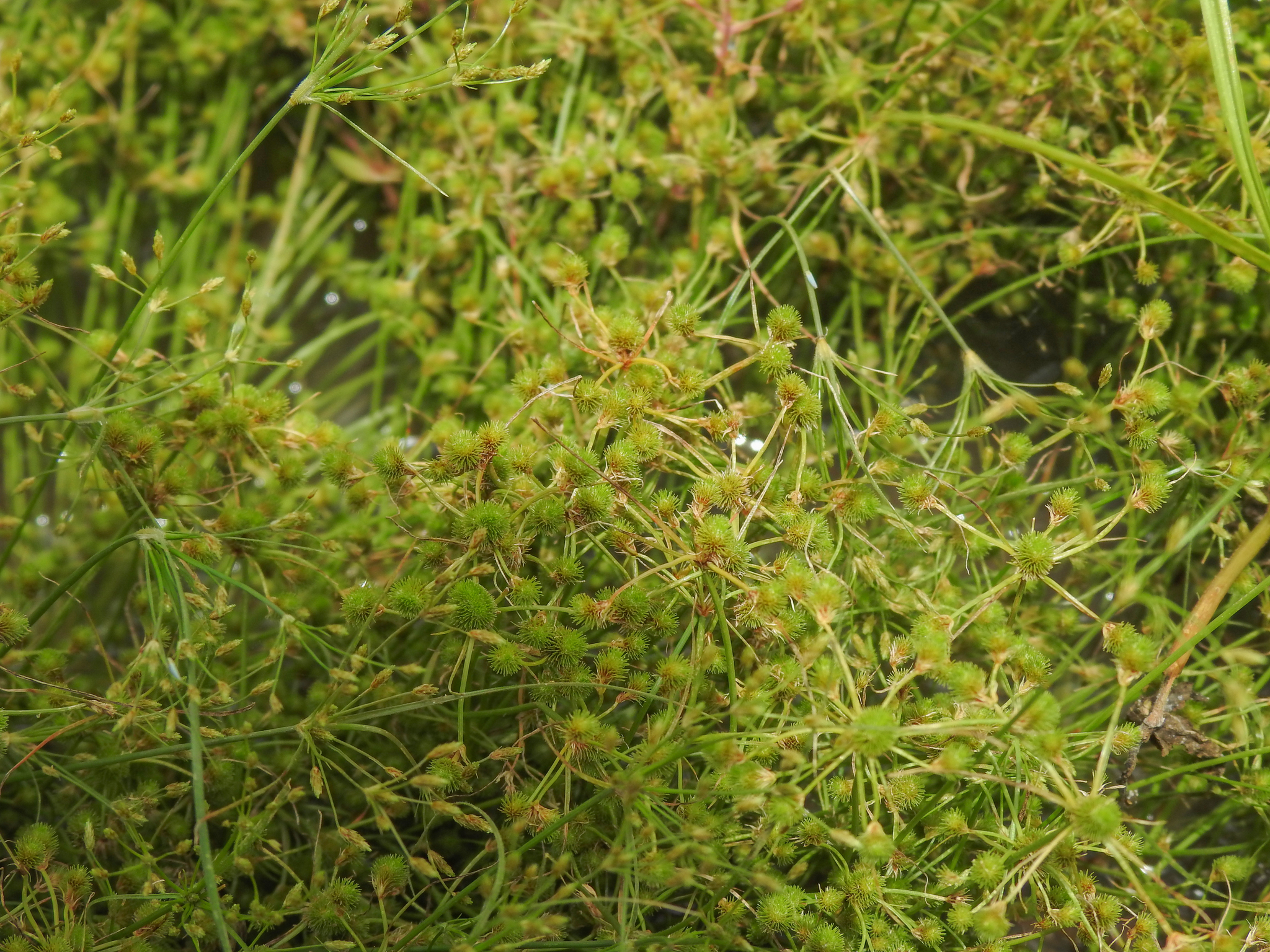 Fimbristylis dipsacea (Fimbristylis dipsacea)