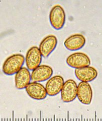 Cortinarius athabascus