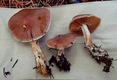 Cortinarius athabascus