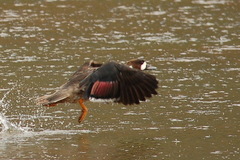 Speculanas specularis