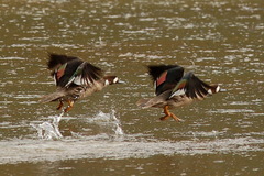 Speculanas specularis