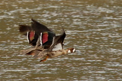 Speculanas specularis