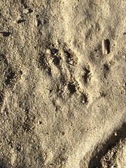 Perognathinae