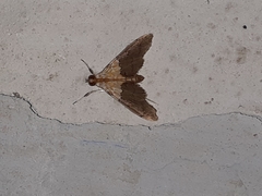 Agrotera