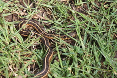 Thamnophis scalaris