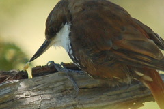 Pygarrhichas albogularis