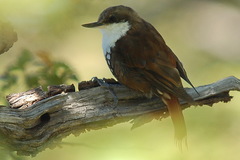 Pygarrhichas albogularis