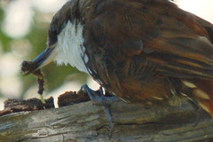 Pygarrhichas albogularis