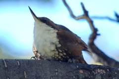 Pygarrhichas albogularis