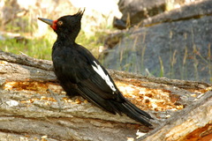 Magellanic Woodpecker photo 3