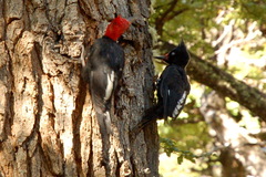 Magellanic Woodpecker photo 2