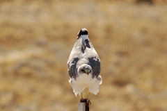 Geranoaetus polyosoma polyosoma