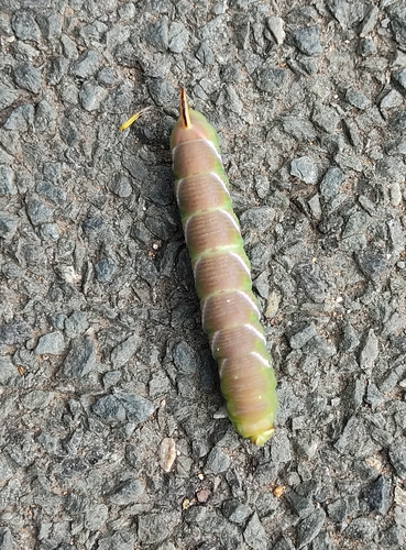 Sphinx ligustri