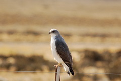 Geranoaetus polyosoma polyosoma