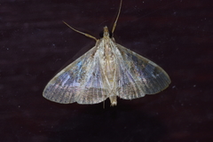 Agrioglypta fulguralis