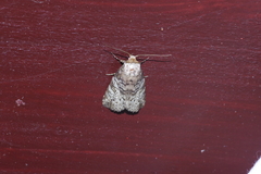 Bryophilina mollicula
