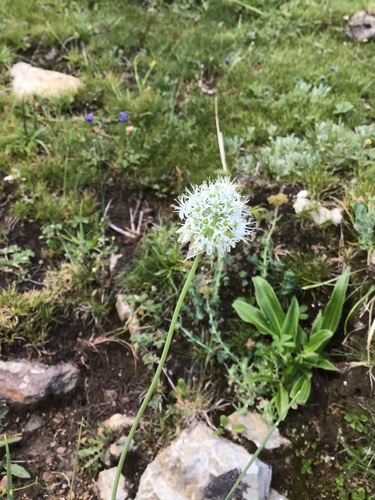 Allium fasciculatum