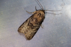 Bryophilina mollicula