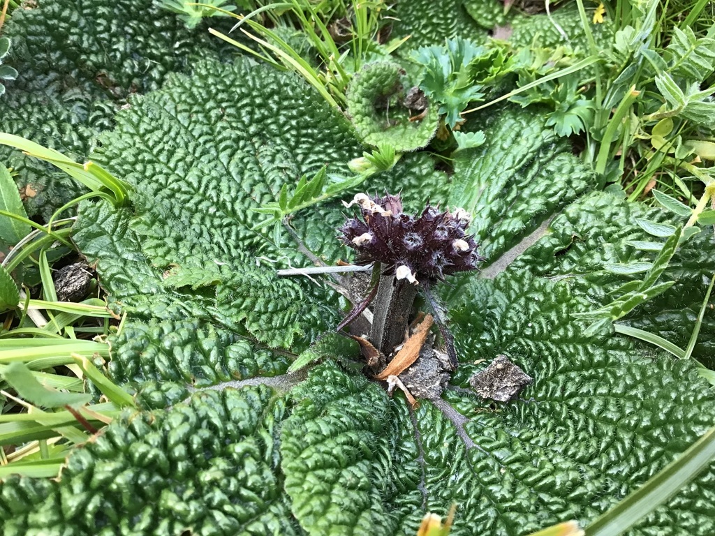 Phlomoides rotata; photograph (c) 王天明, some rights reserved (CC BY)